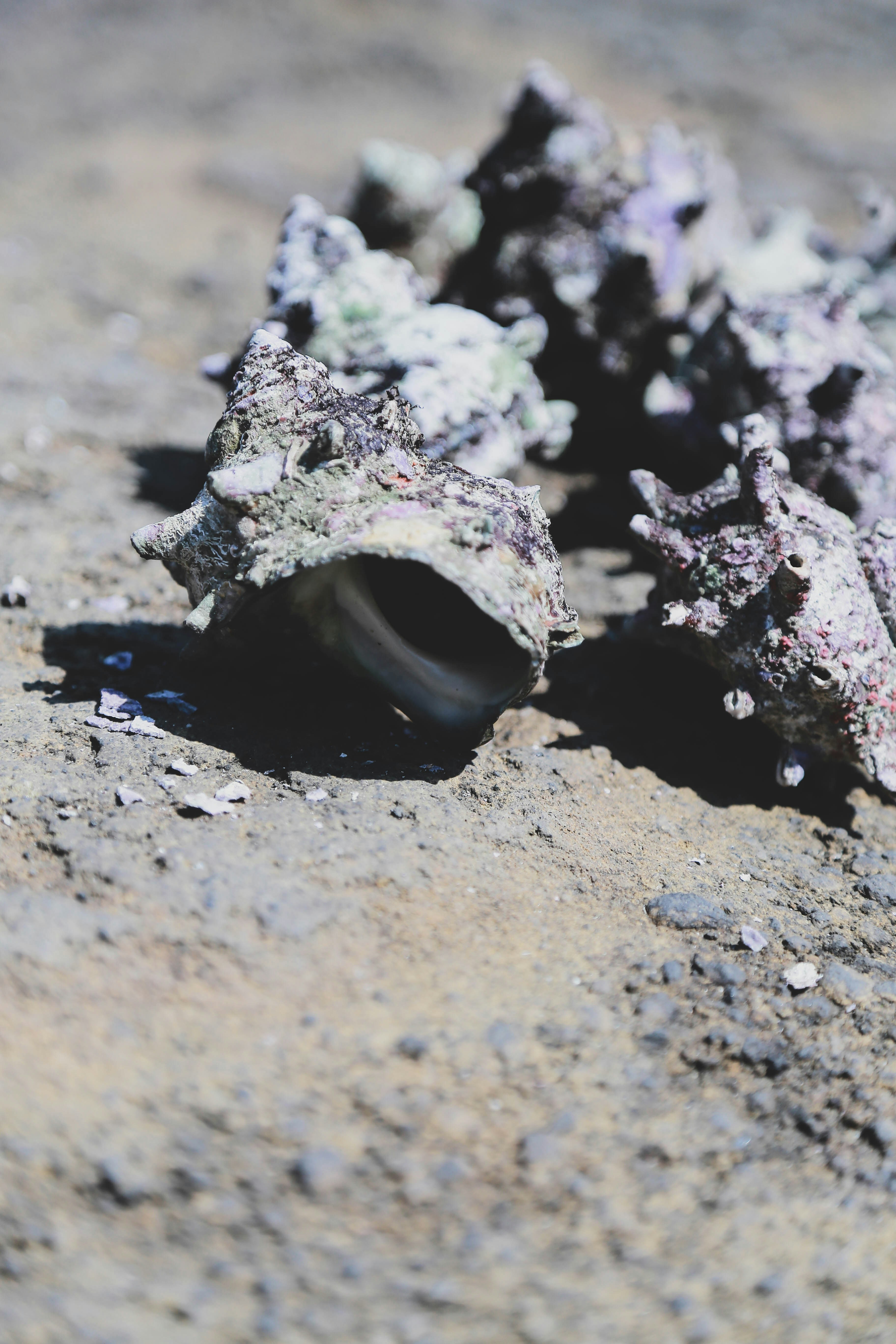 Grey shell close-up photography photo – Free Grey Image on Unsplash