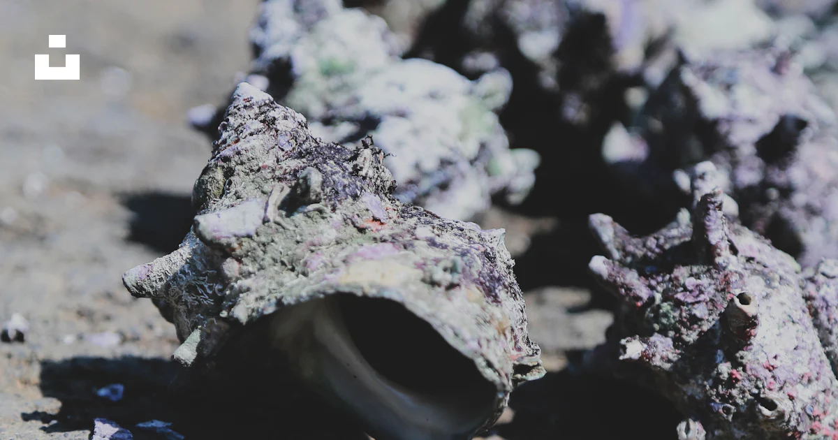 Light Grey Shell Grey shell close-up photography photo – Free Grey Image on Unsplash