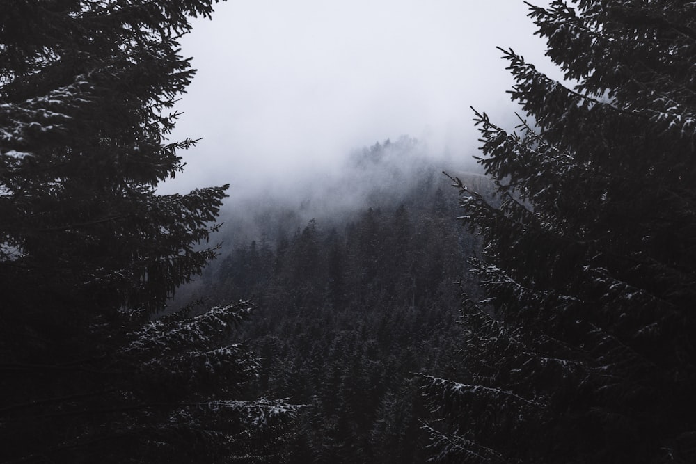 foggy mountain scenery