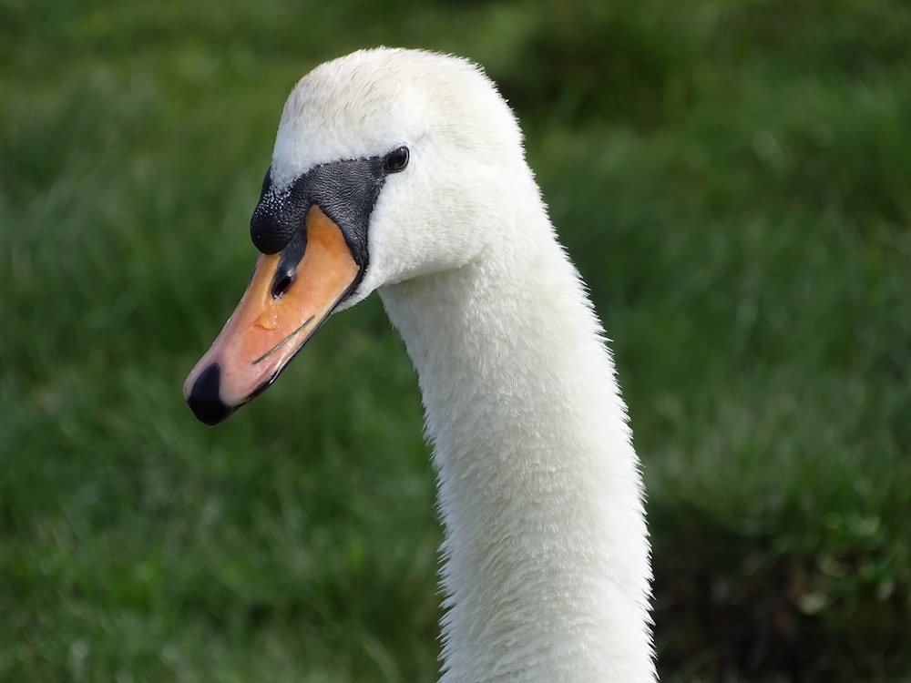 portrait of white duck