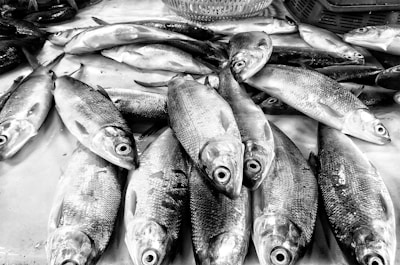 Close-up of a fisherman’s catch displayed at the Cabo Mar pescadería.