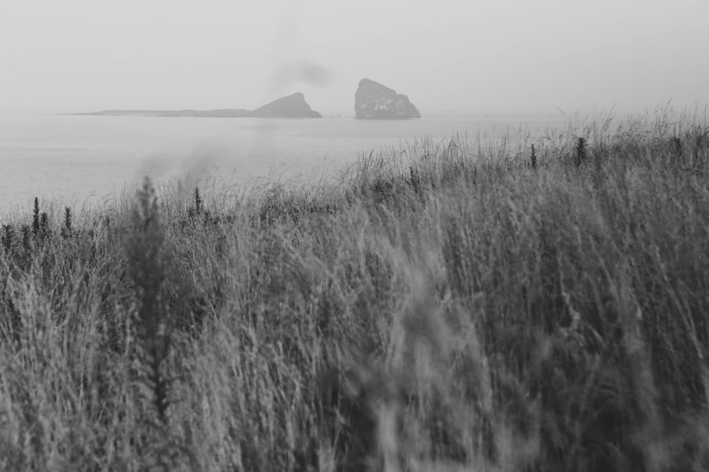 grayscale photography of tall grass near body of water