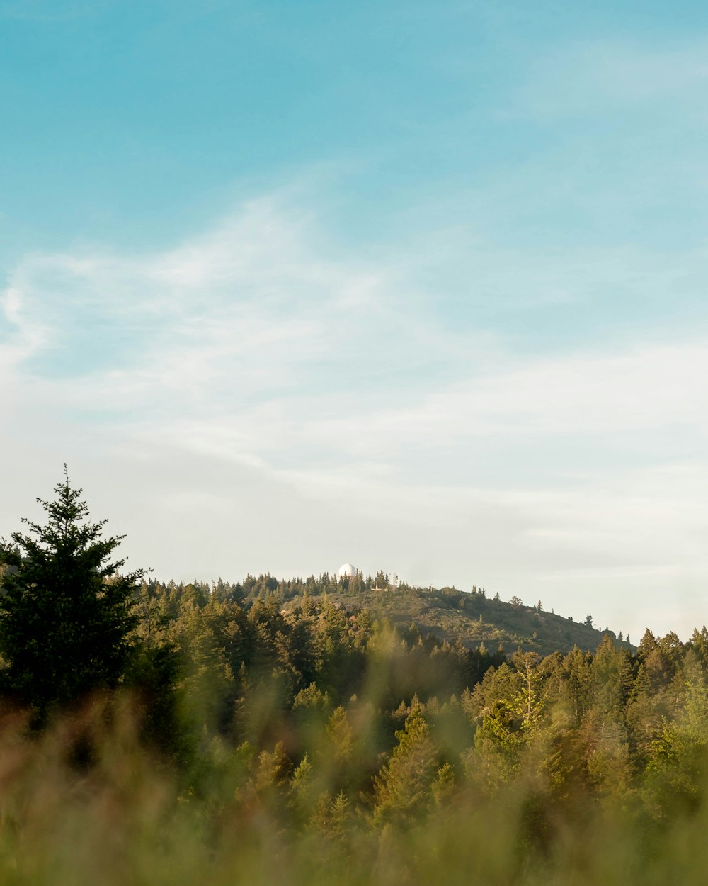 a field with trees and a hill in the background