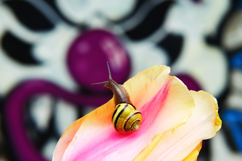 focus photography of yellow snail