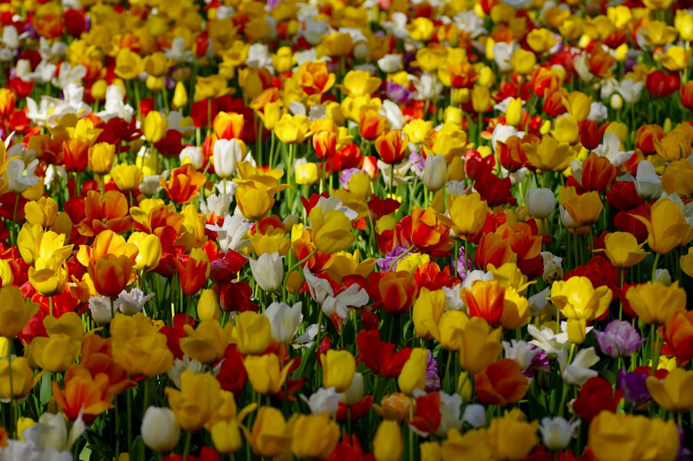 yellow and red meadow Tulips flowers