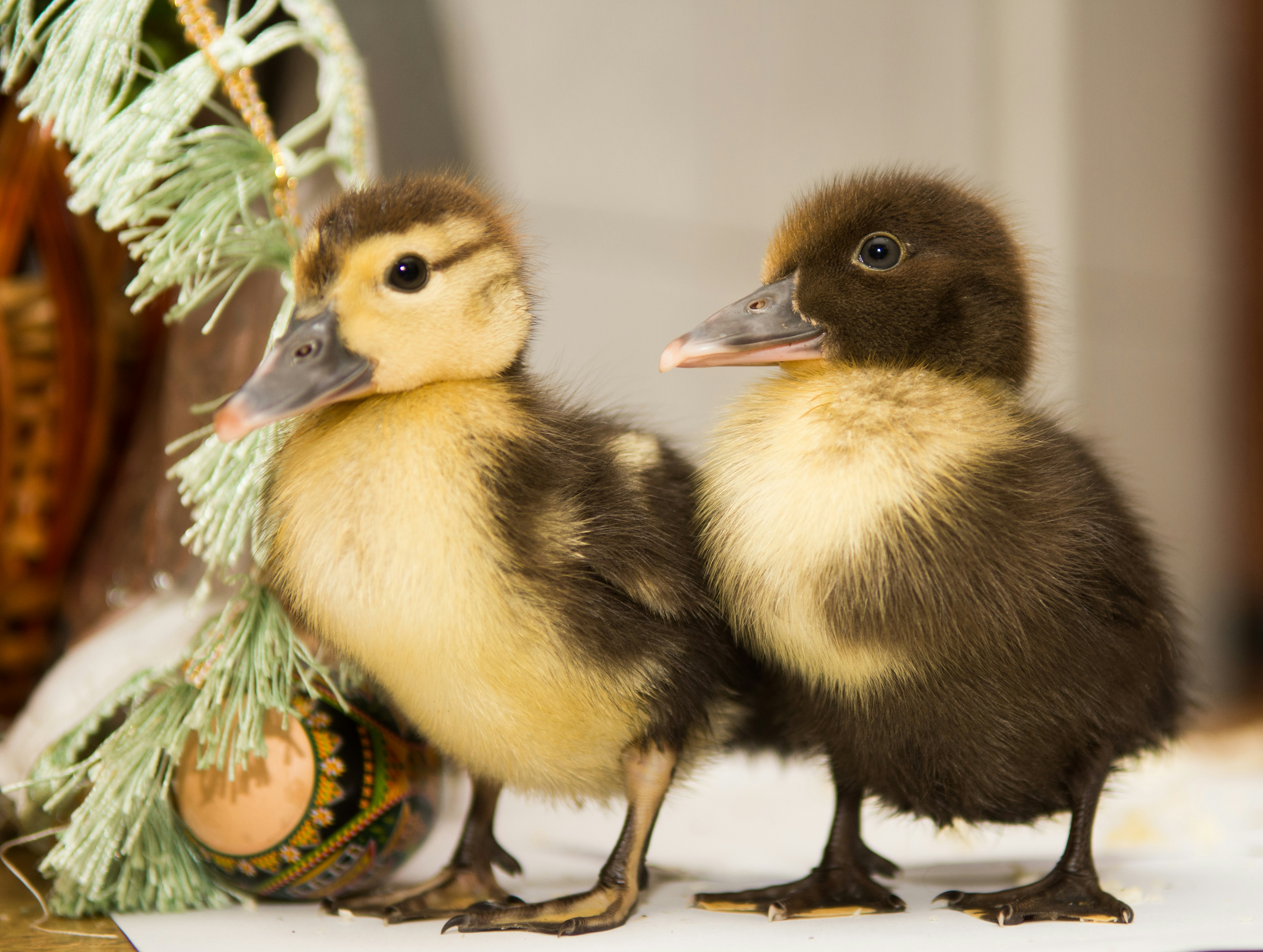 brownandyellow ducklings photo Free Image on Unsplash