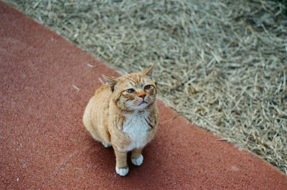 orange cat