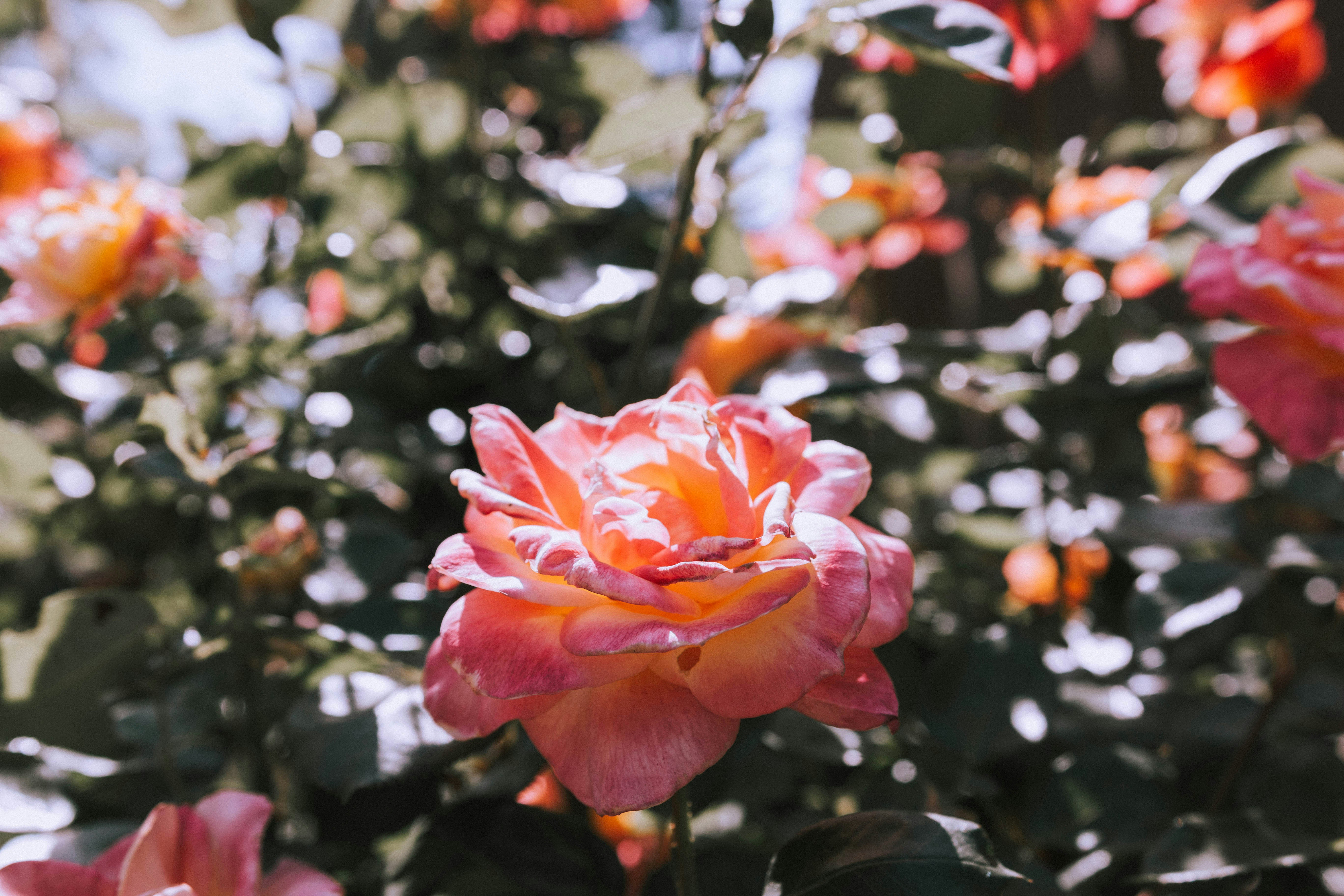 Photo by relentlessjpg