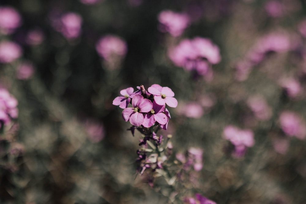 purple petaled flowers in close-up photo