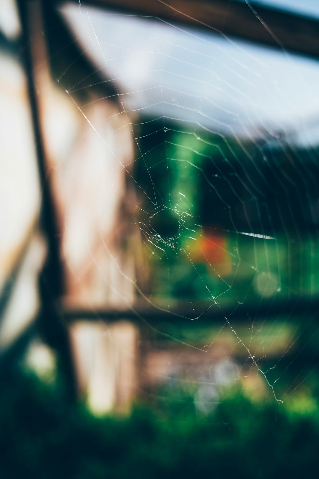 selective focus photography of a cobweb \
