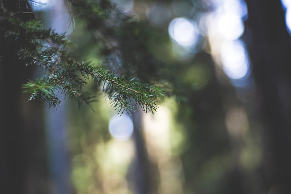 focus photography of green tree