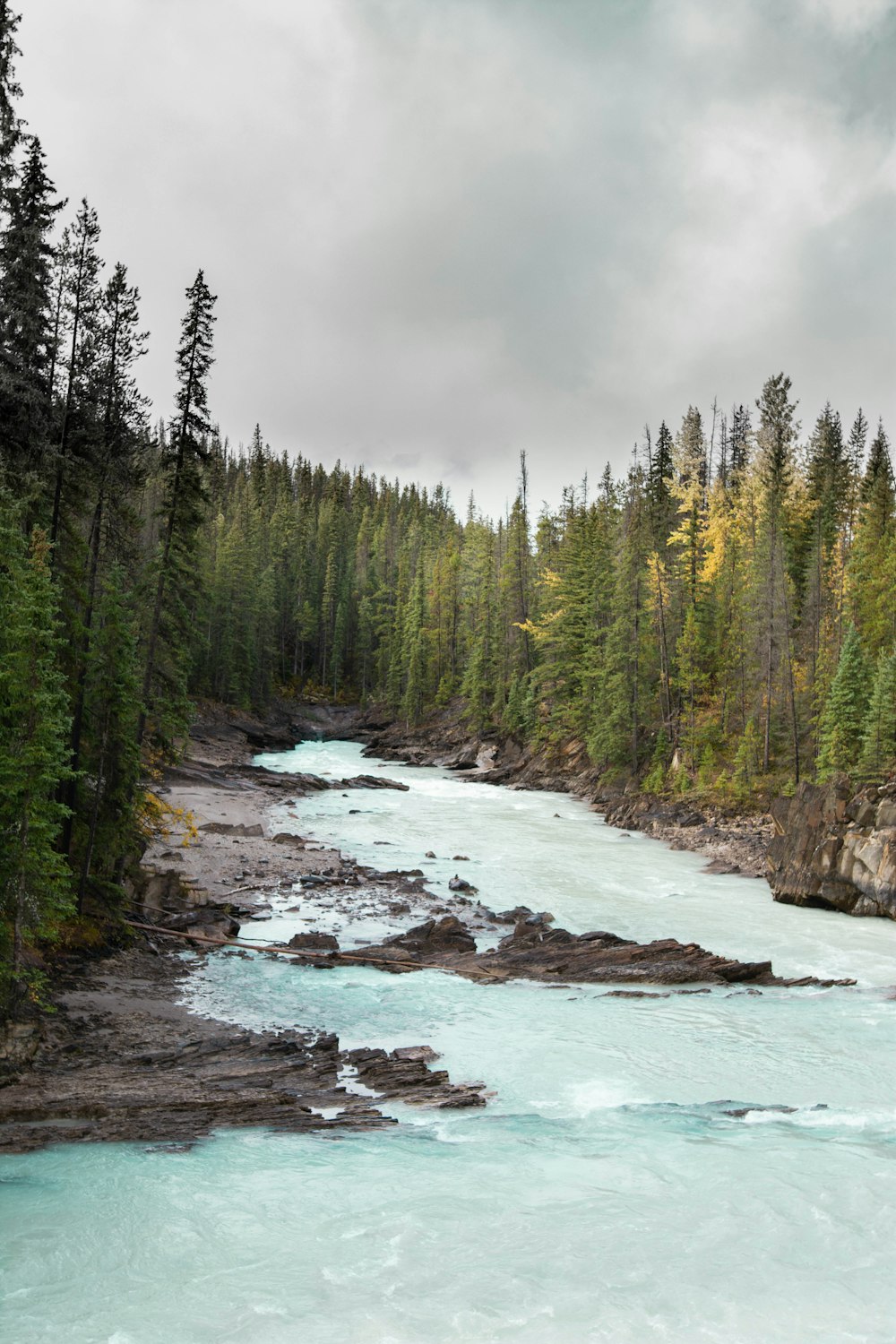 Fotografía de paisaje de río entre árboles