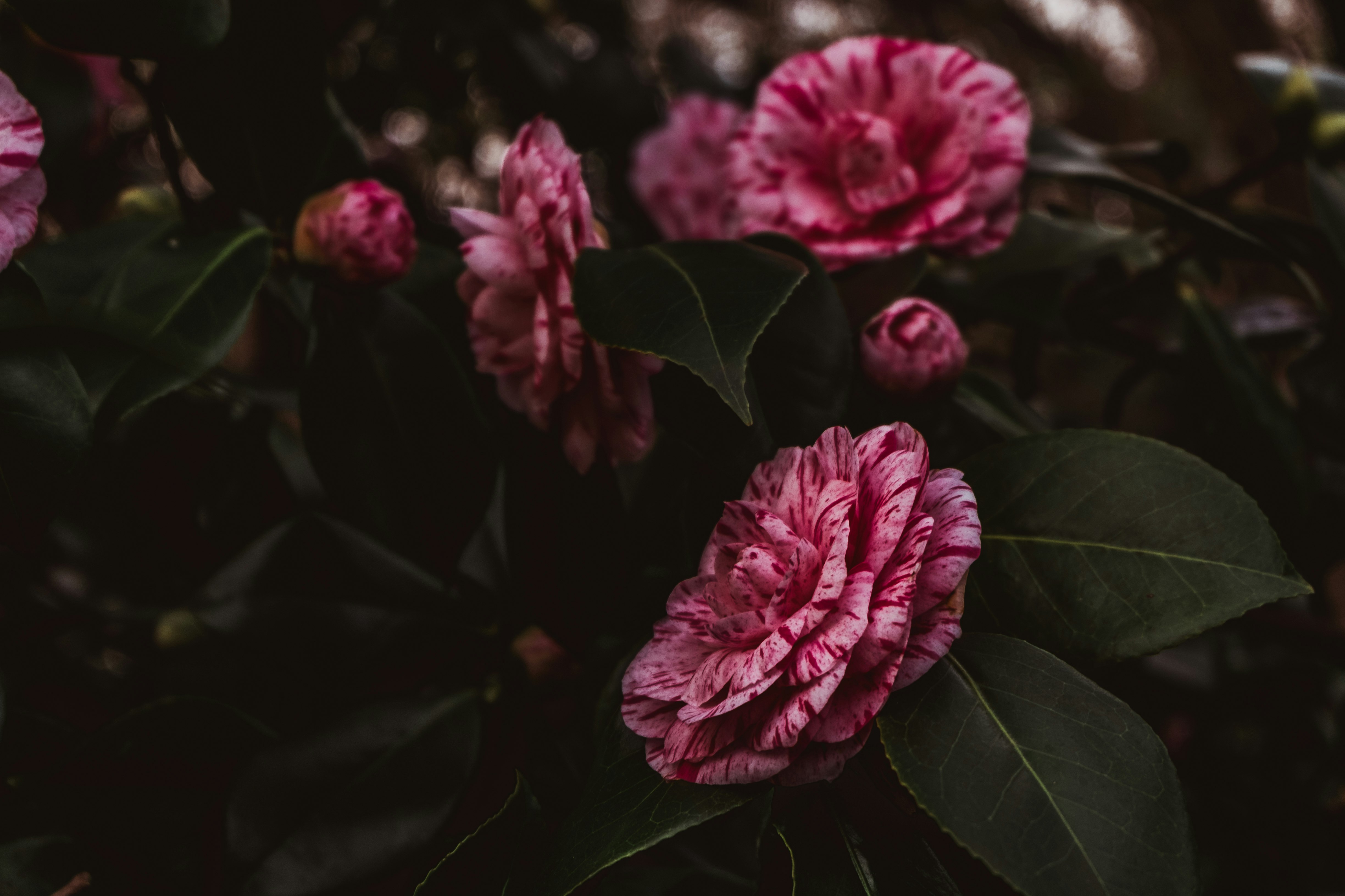 red flowers and green leaves