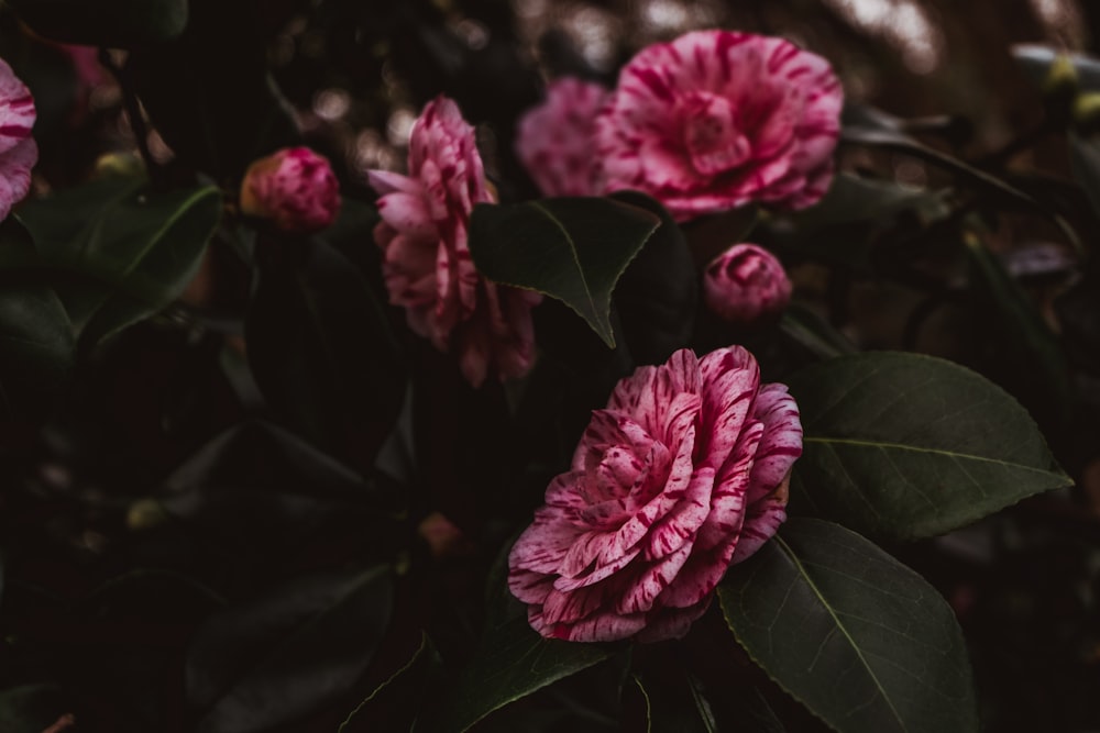 red flowers and green leaves