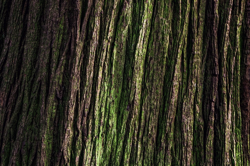 un gros plan d’un tronc d’arbre avec de la mousse qui pousse dessus