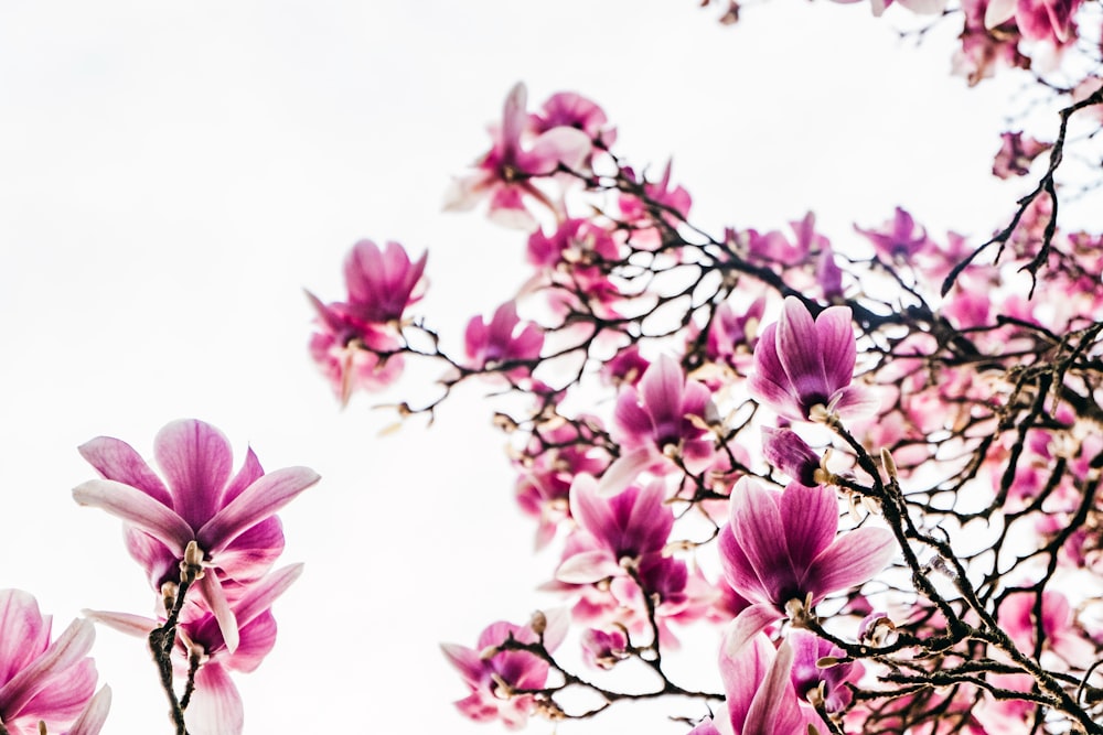 photo of purple flowers