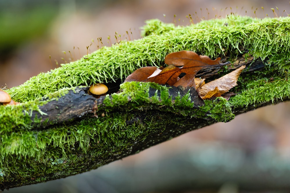 brown leaf in a green grass close-up photography