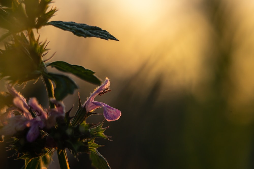 pink petaled flowers