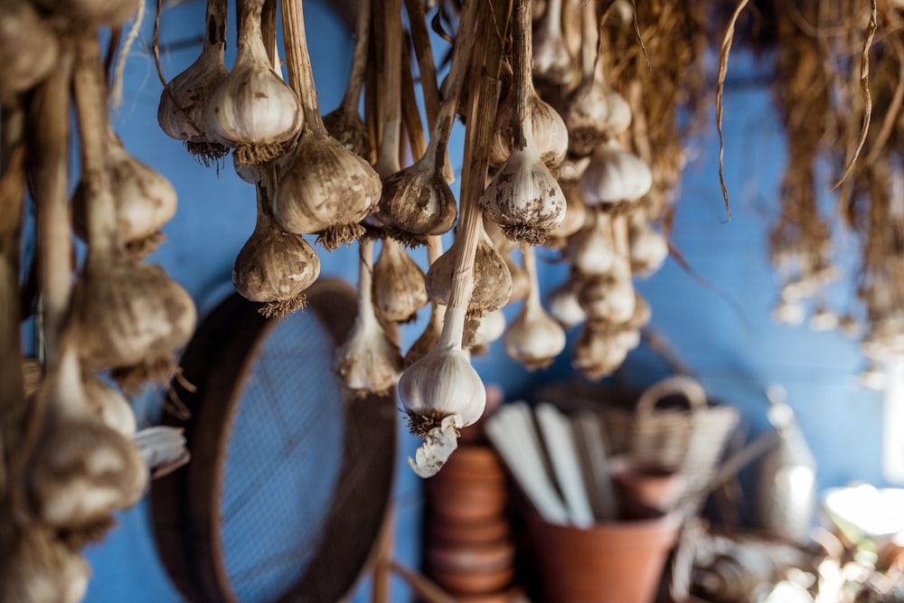 white garlic lot