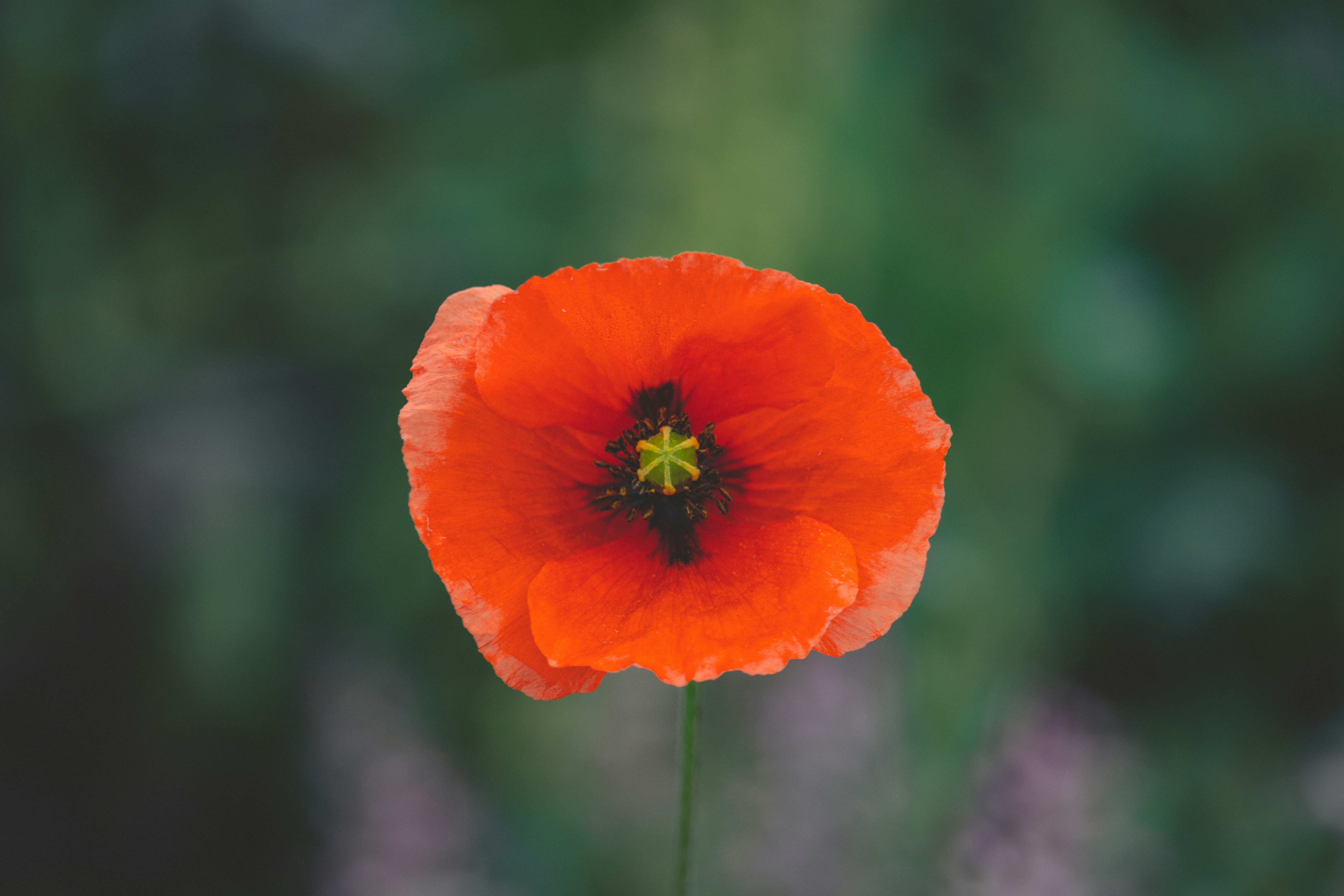 Flor de amapola roja en la fotografía de enfoque selectivo