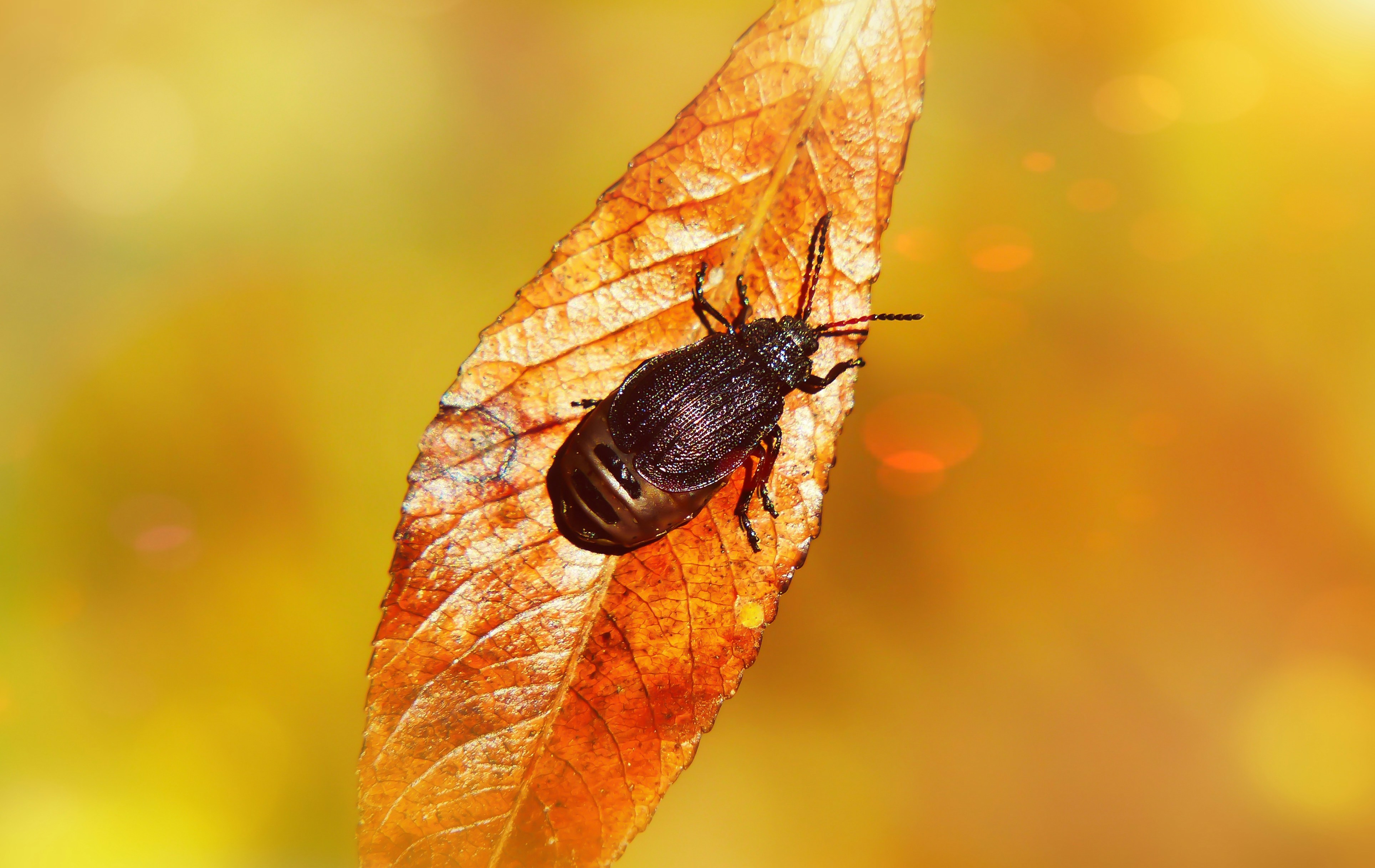brown beetle on brown leaf