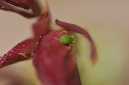 A close-up macro shot of a small green insect perched on a red leaf, with the background softly blurred. The vivid colors and fine details of the leaf's texture and veins are highlighted, emphasizing the tiny size of the insect.