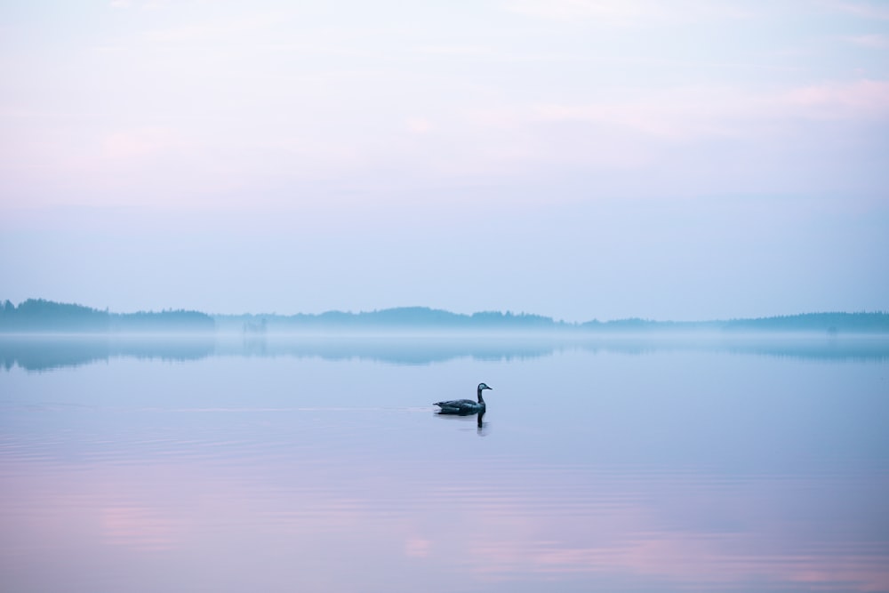 swan floating on body of water