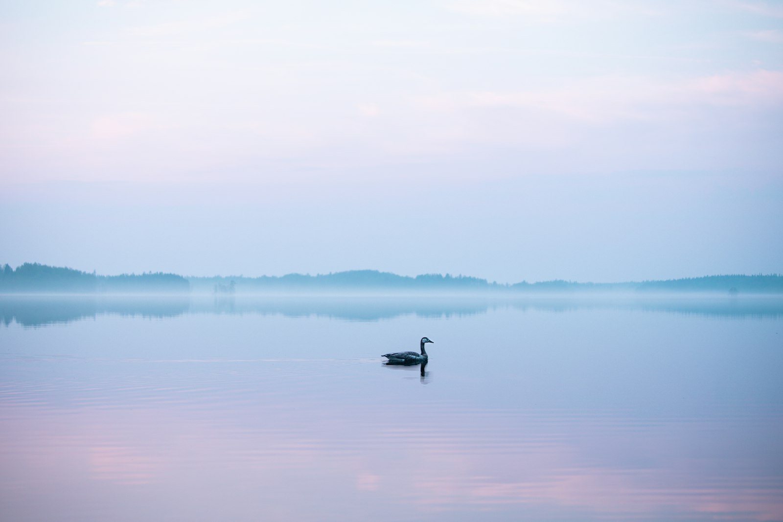 Canon EOS 5D Mark IV + Canon EF 70-300mm F4-5.6 IS USM sample photo. Swan floating on body photography