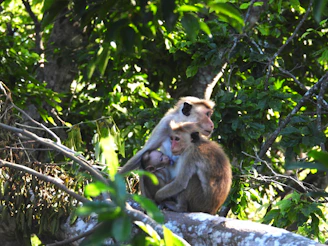 A group of monkeys perched on a tree branch in a North Indian park, surrounded by lush green leaves.