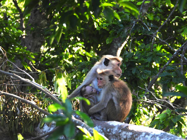 A group of monkeys perched on a tree branch in a North Indian park, surrounded by lush green leaves.