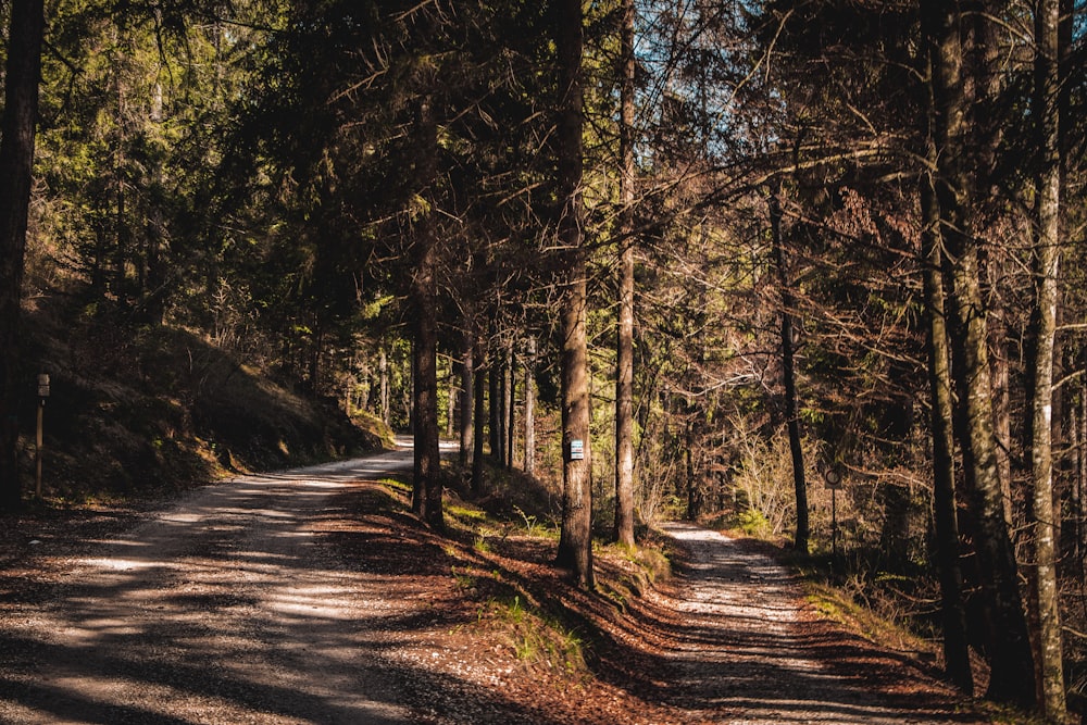 lotto di alberi a foglia verde