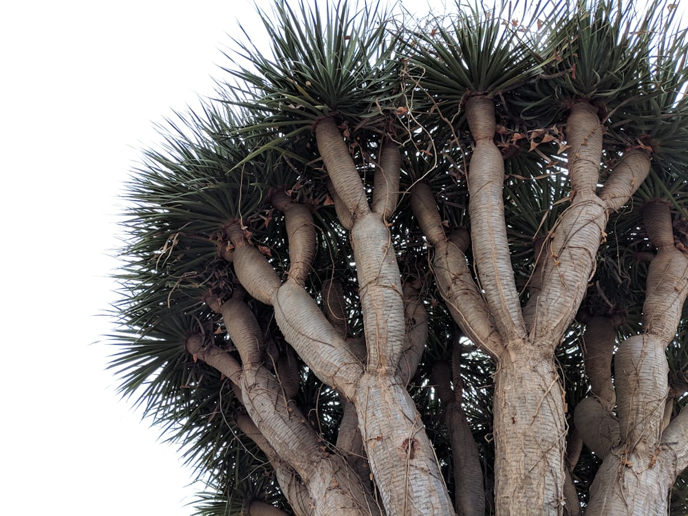 low-angle photography of green-leafed tree