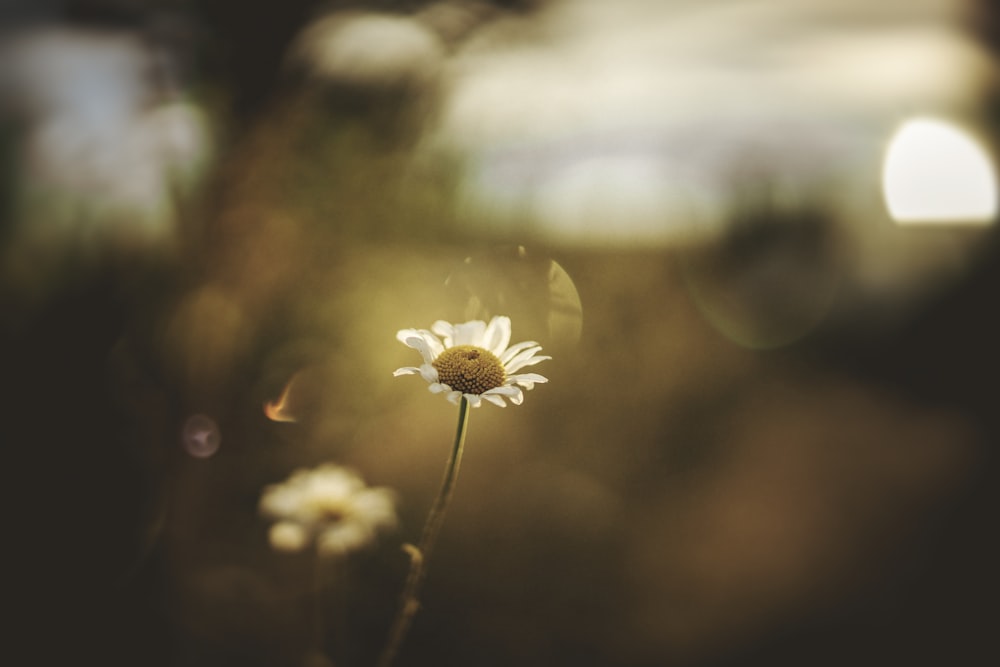 fotografia de foco de flor de pétala branca