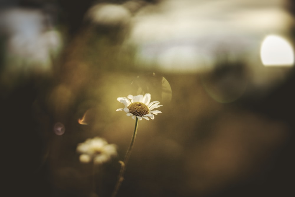 focus photography of white petaled flower