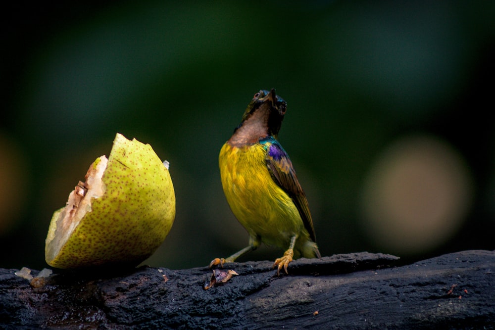 focus photography of yellow birds