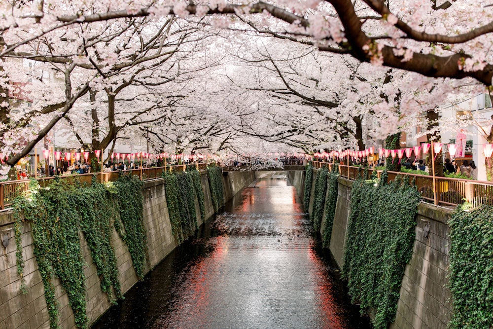 canal sous les arbres blancs