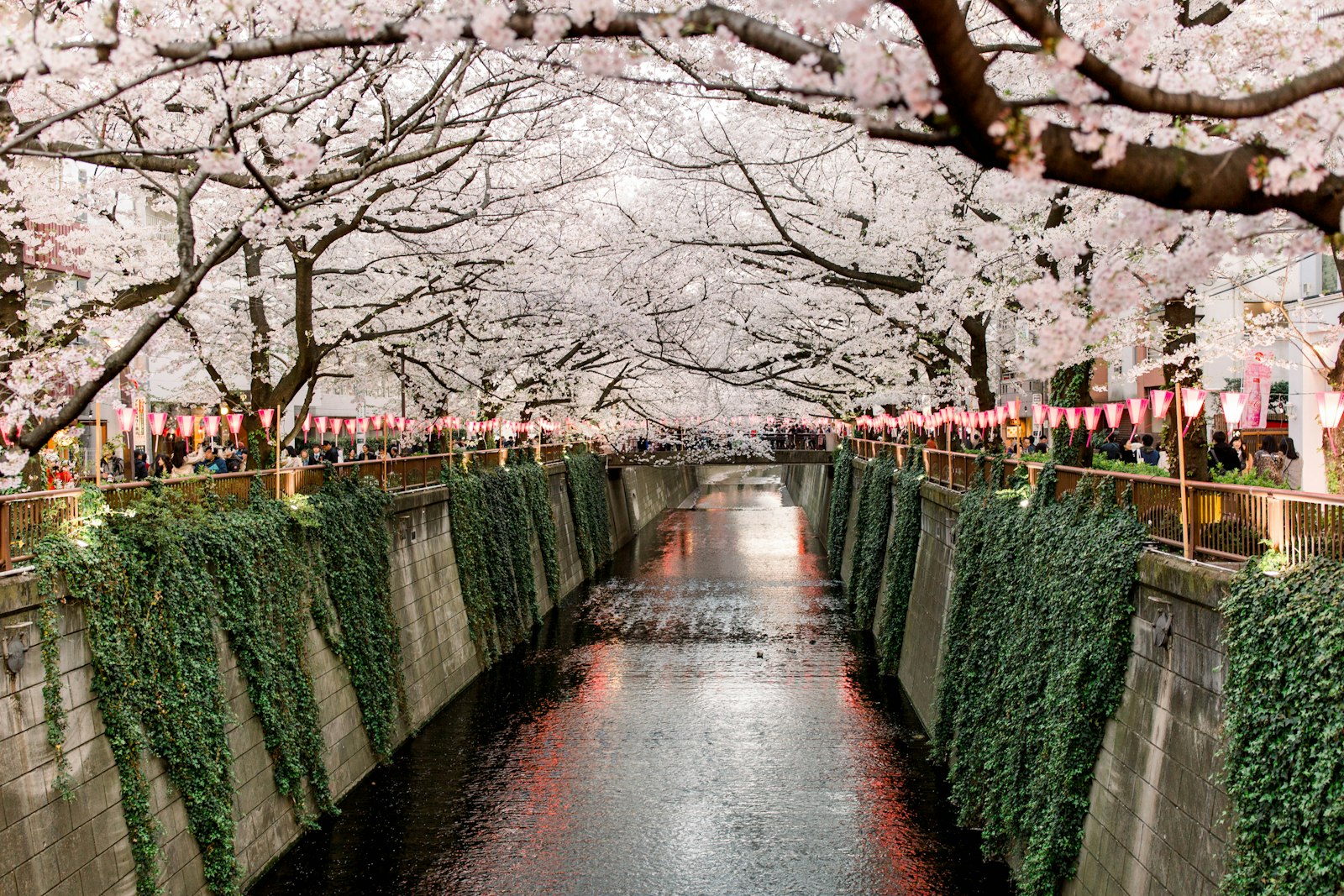 Canon EOS 5D Mark III + Canon EF 35mm F1.4L II USM sample photo. Canal under white trees photography