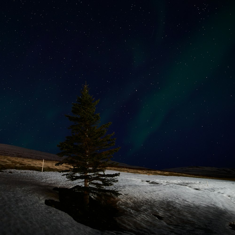 Un árbol solitario en medio de un campo nevado