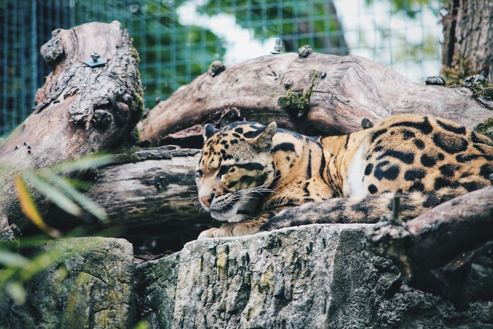 leopard lying on concrete ground