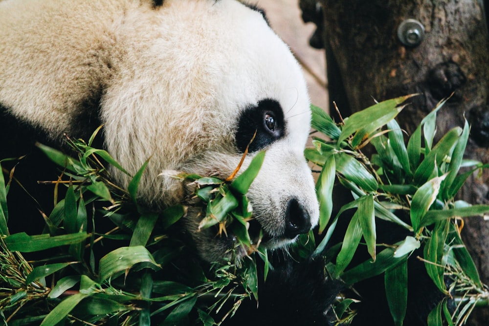 panda comendo