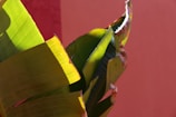 Large banana leaves with vivid shades of green are contrasted against a warm pink wall. Some edges of the leaves appear to be slightly dried or curled, indicating exposure to the sun.