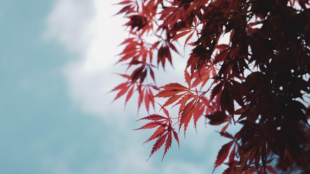 red tree leaf