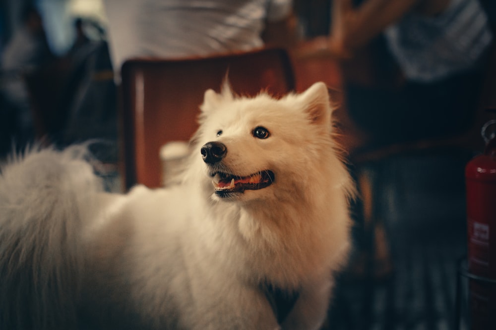 medium-coated white dog photo