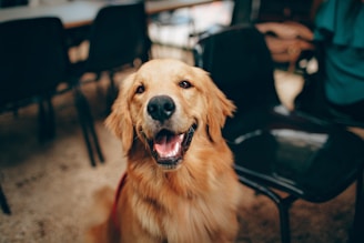 25 Best Dog Breeds for Highly Sensitive People (HSP)