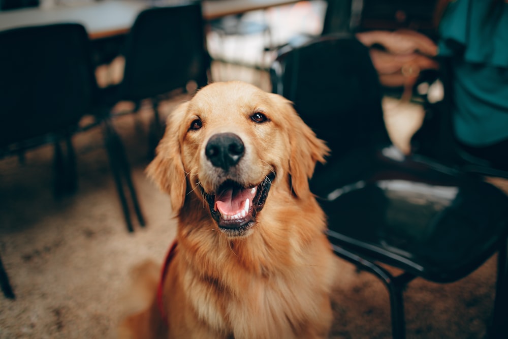 perro perdiguero de oro