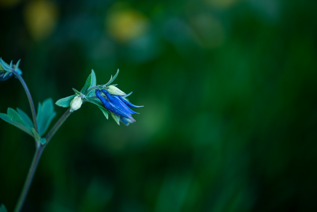 photo of blue and white flowers