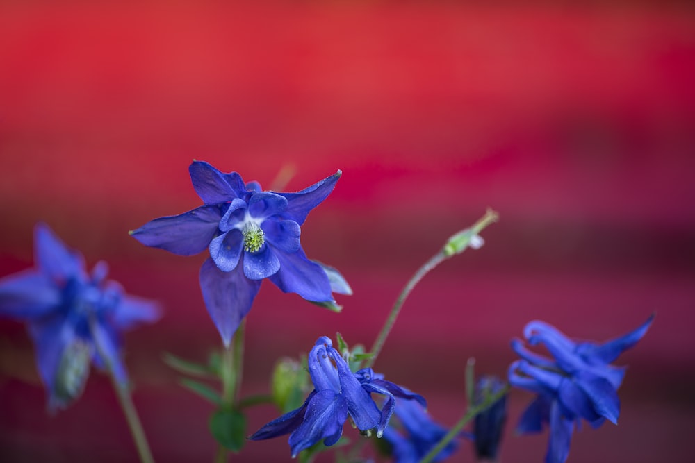 blue flower in bloom