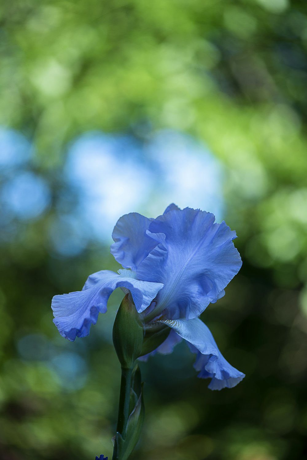 Fotografia de foco de flor azul