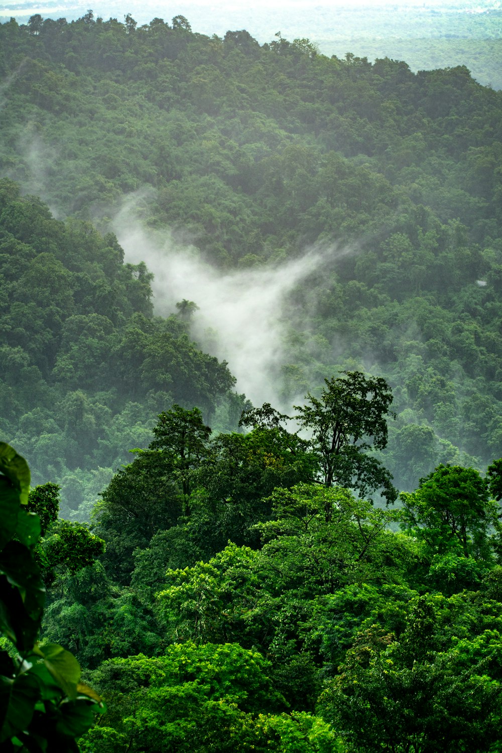 山の上の木々の風景写真