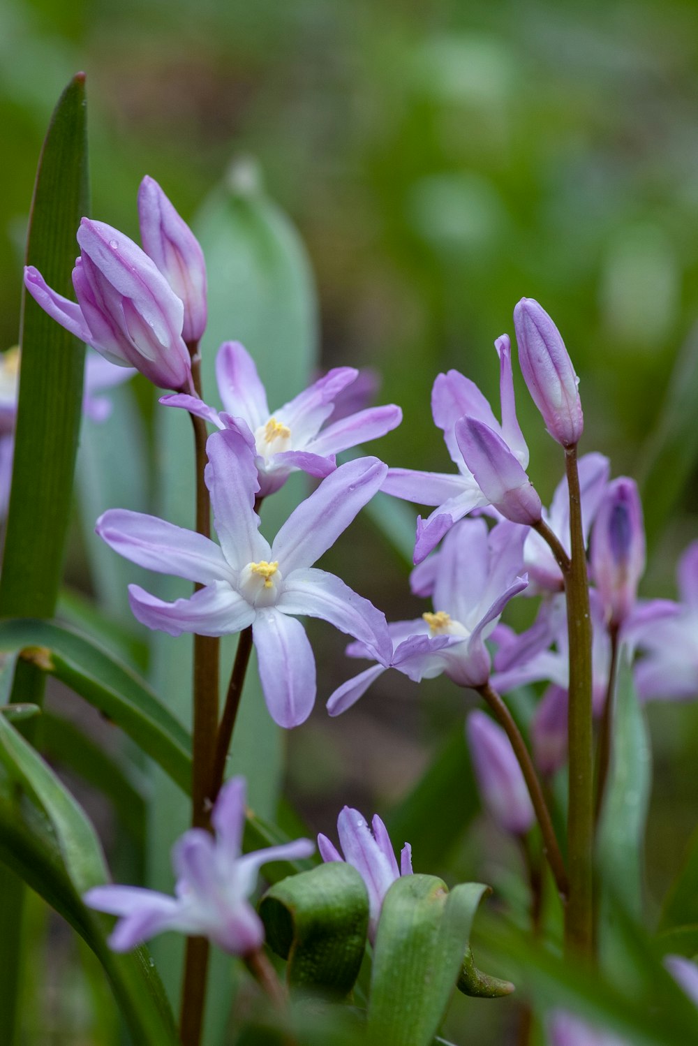 shallow focus photo of purple flowers